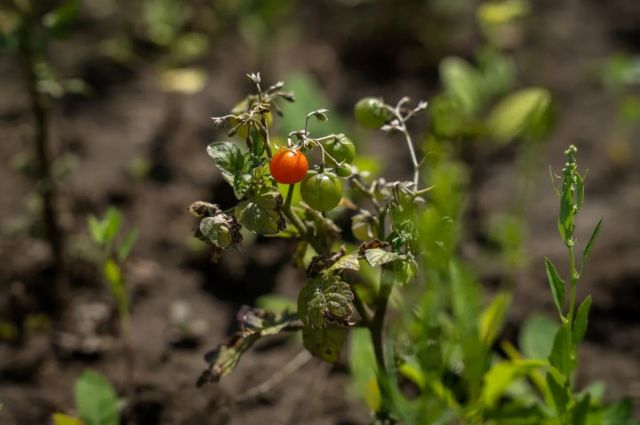 Hollanda: Karantina Nematodu Seralarda Yeniden Tespit Edildi