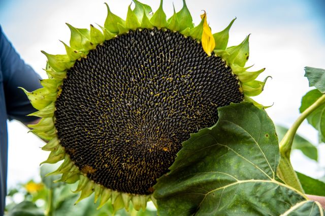 İtalya’da organik ayçiçeği üretimi hızla artıyor