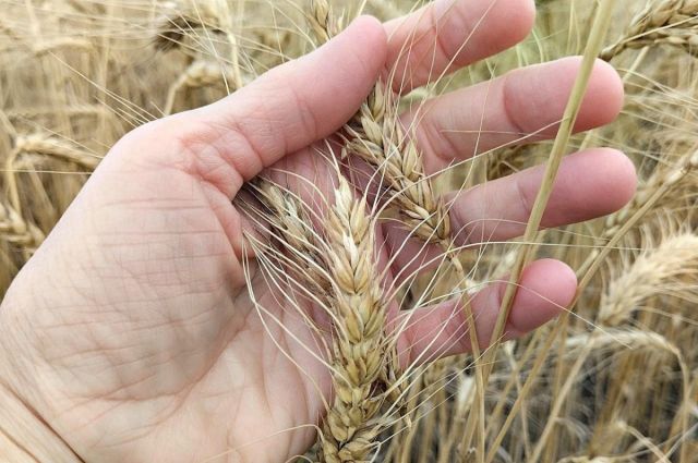 Kazakistan Birliği: Durum buğdayı ihracatı 5 ayda arttı