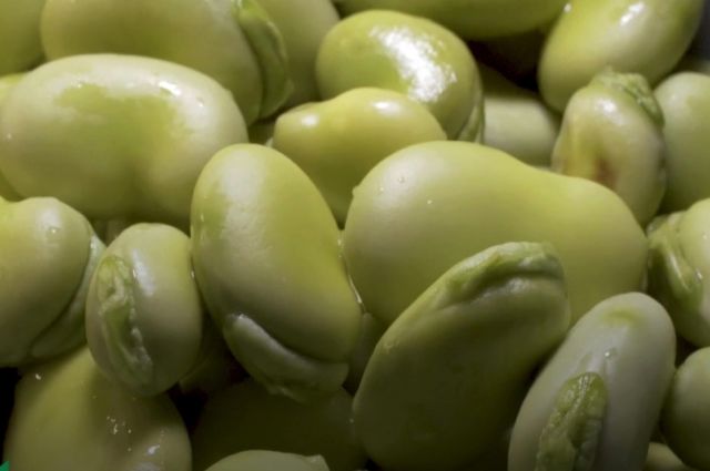 Leibniz Enstitüsü baklada soğuğa dayanıklılık genini buldu