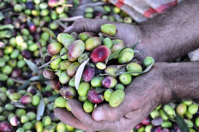Pakistan’da Zeytin Sektörü Büyüyor, Üretim ve İhracat Artıyor