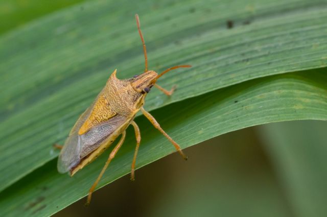 Pirinç üretimini tehdit eden zararlılara karşı umut veren gelişme!