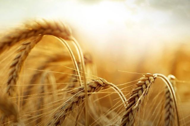 Rus Tarım Bakanlığı Buğday İhracat Vergisini Artırdı