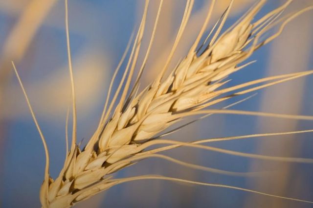 Rusya, buğday ihracat vergisini 3 kattan fazla artırdı.