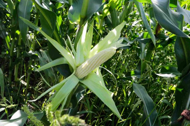 Rusya, Çin’e mısır ihracatını üçe katladı