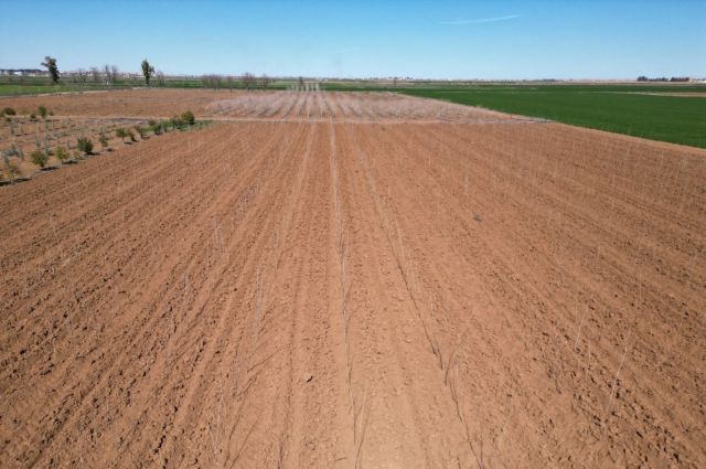 Şanlıurfa Büyükşehir Belediyesi Akçakale’de 20 Bin Çınar Üretiyor