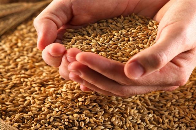 Son Dakika... Küresel Buğday Fiyatları Geriliyor