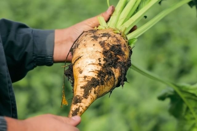 Tarım Bakanı Yumaklı: Pancar Ödemesi Üreticilere Aktarıldı