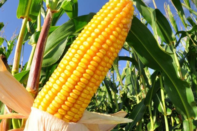 TMO 280 Bin Ton Yemlik Mısır İthalatı İçin İhale Açtı