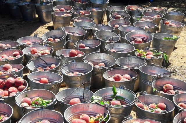 Würzburg Üniversitesi: Almanya’da ürün deseni değişecek