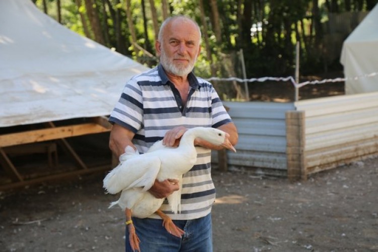 Akkuş'ta "kaz çiftliği" kurdu siparişlere yetişemiyor