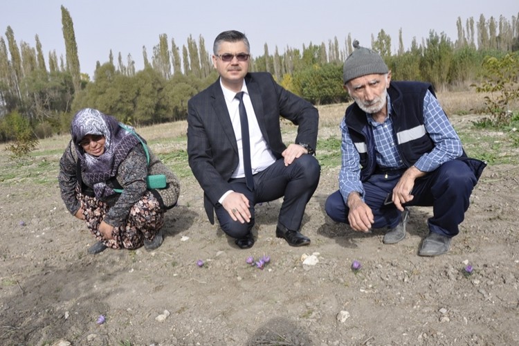 Safran, Eskişehir’de Çiçek Açtı