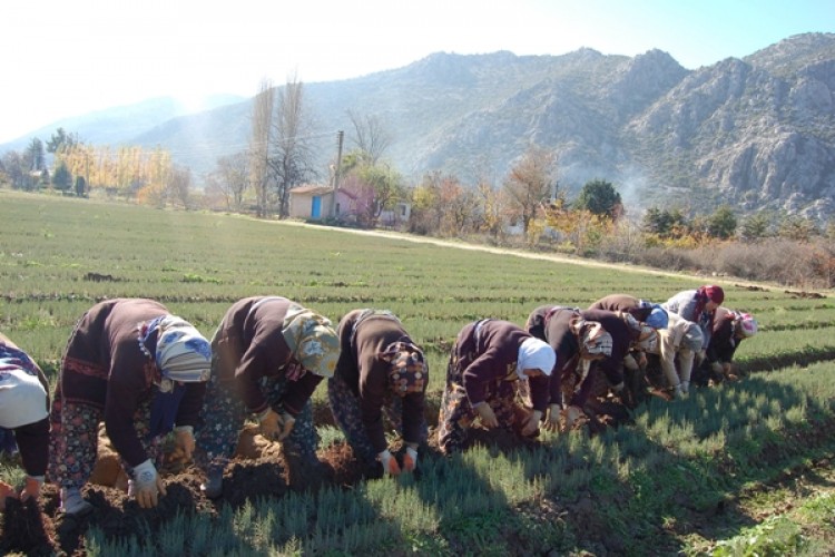 Türkiye, Dünya Ormancılığında Bir İlki Başararak Suni Yollardan Ardıç Fidanı Üretti