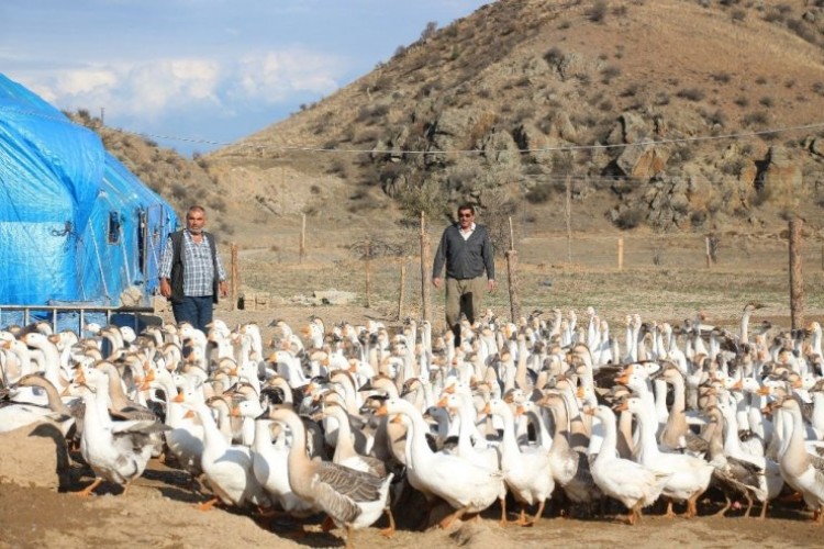 İki arkadaş güçlerini birleştirdi! Tam 500 adet...