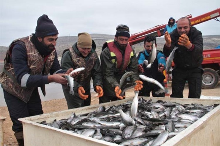 İtalya, Almanya, Hollanda ve Rusya’nın balığı Elazığ’dan