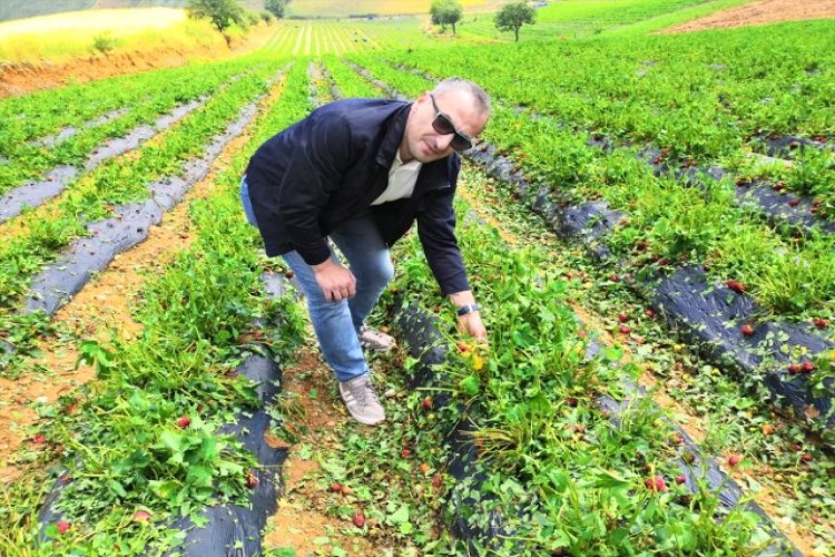 Manisa'daki dolu ve sel çilek hasadını olumsuz etkiledi