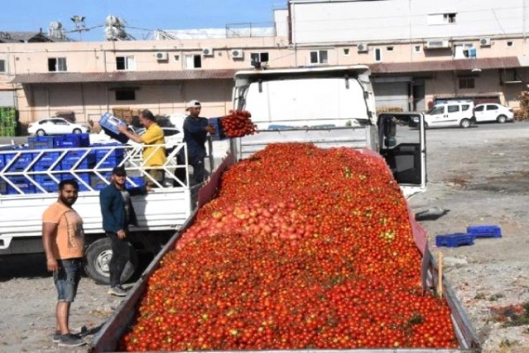 Domatesin Fiyatı Dibi Gördü, Üretici Önlem İstedi