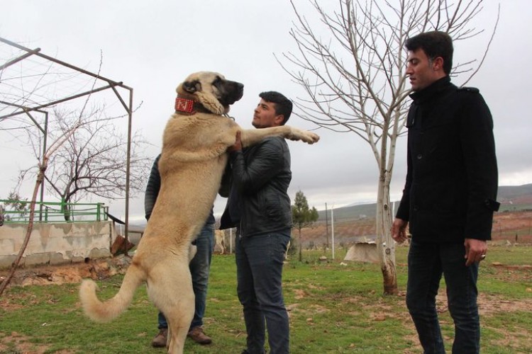 Bu köpekler otomobil fiyatına satılıyor!