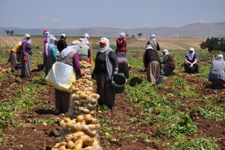 Sandıklı’da patates hasadı başladı