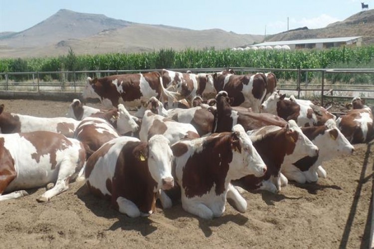 Damızlık Düve Üretim Merkezinde Hedefe Doğru