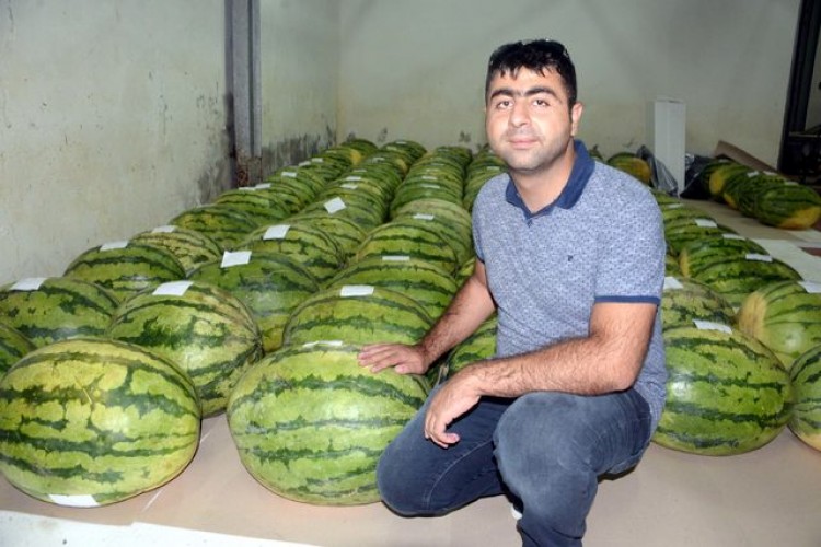 Tarlasından topladı! Kılıçla kesilip, develerle taşınıyor...