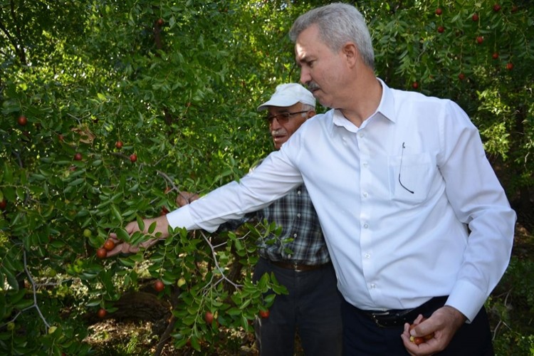 Çivril’ de Hünnap Hasadı Yapıldı