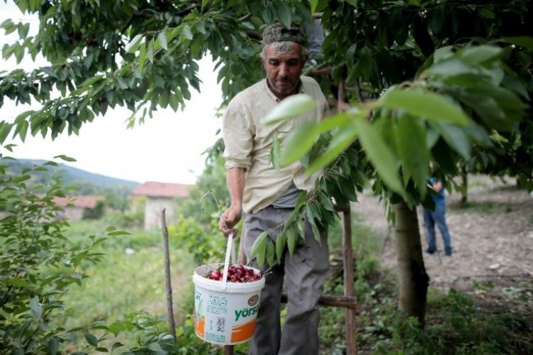 Türkiye’nin En Kaliteli Kirazını Yetiştiriyorlar, Tek Şikayetleri Para Kazanamamak