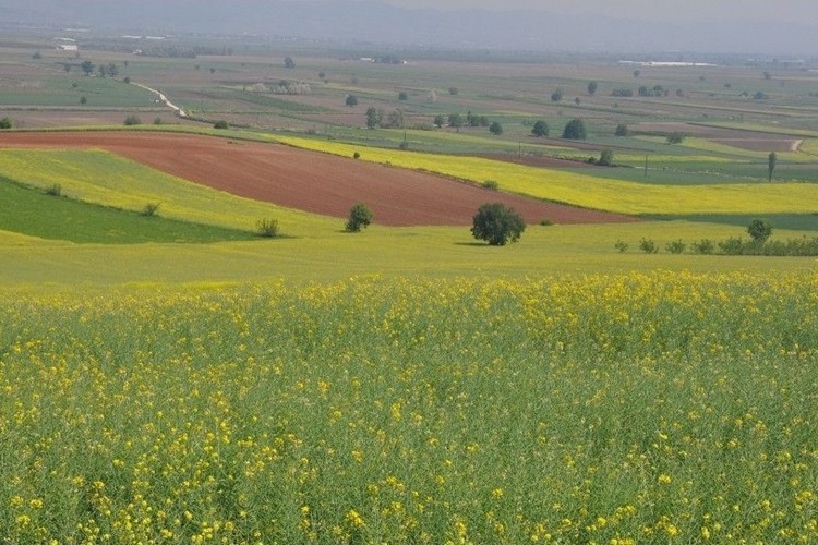 Ekimi Dalga Dalga Yayılıyor! 3 Yılda 14 Kat Arttı