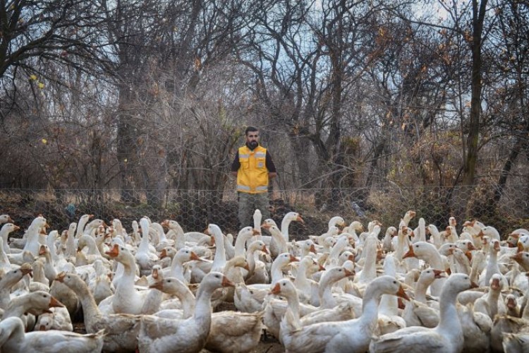 Aradığı İşi Bulamayınca Kaz Çiftliği Kurdu