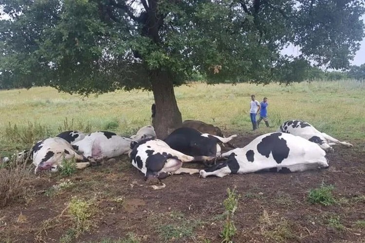 Yıldırım İsabet Eden Ağacın Altındaki 8'i Gebe 10 İnek Öldü