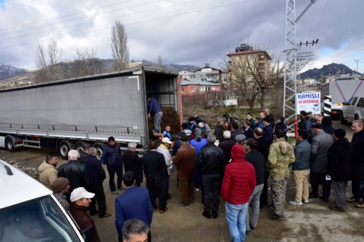 Köylüye 60 bin adet ceviz fidanı