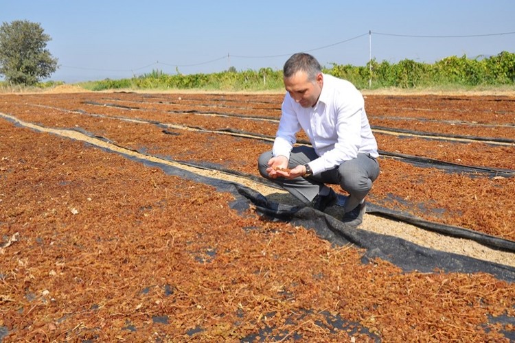 Kuru Üzüm İhracatında Dünya Birinciliğimizi Koruyoruz