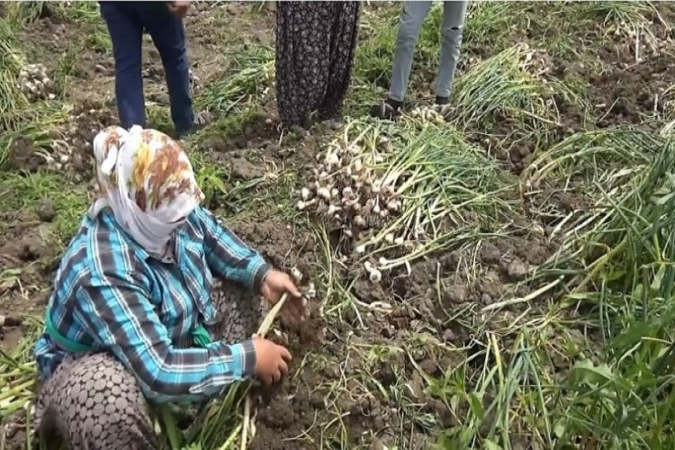 Kahramanmaraş’ta sarımsak hasadı başladı