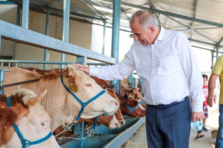 Başkan Zolan canlı hayvan pazarını ziyaret etti