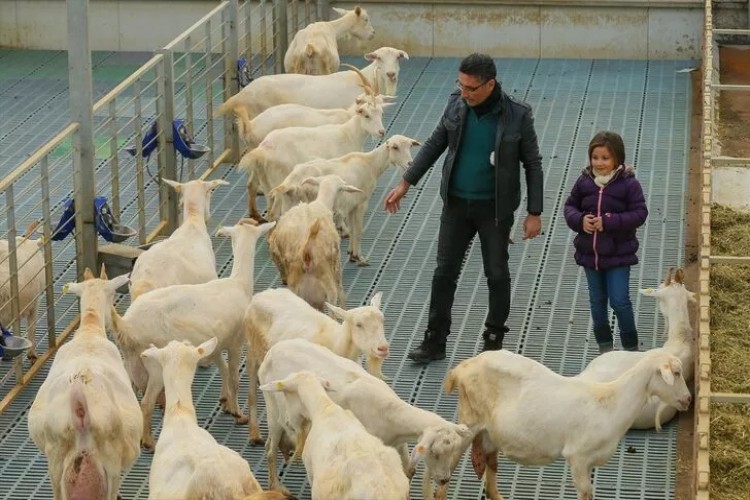 Kızı Süt İçsin Diye Kurdu! Açtığı Çiftlikle Zincir Marketlere Girdi