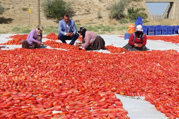 Avrupa Ülkelerine Kurutulmuş Domates Elazığ'dan İhraç Ediliyor