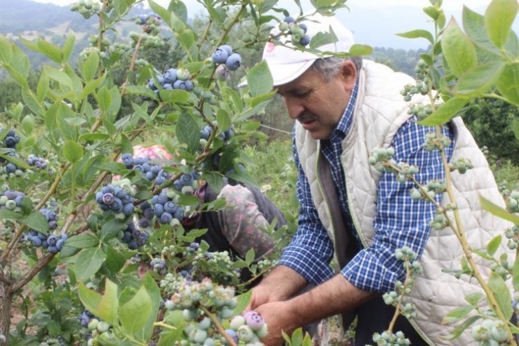 Yetiştireni zengin ediyor! 1 dönümden 80 bin lira kazandı