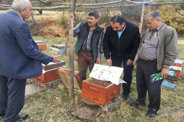 Tokat'ta 'Japon' Eşek Arıları, Bal Üreticilerinin Kabusu Oldu