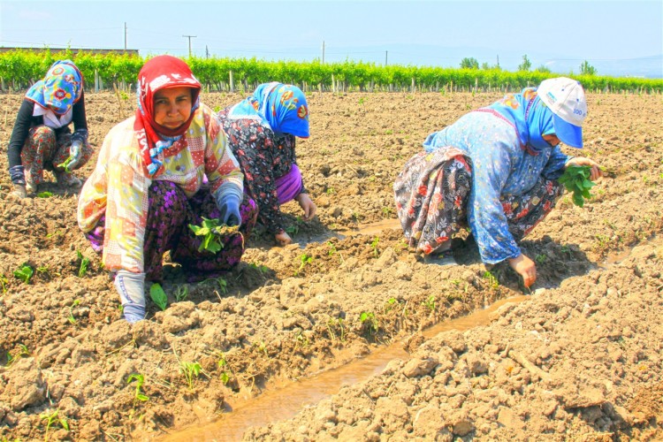 Tarım Şubat Ayında 5 Milyona Yakın İstihdam Sağladı