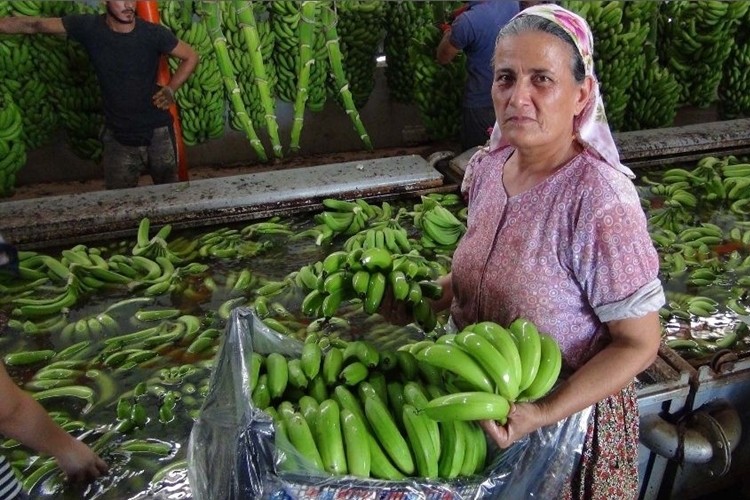 Silifke'de Üretilen 400 Bin Ton Muz Türkiye’nin Açığını Kapatacak