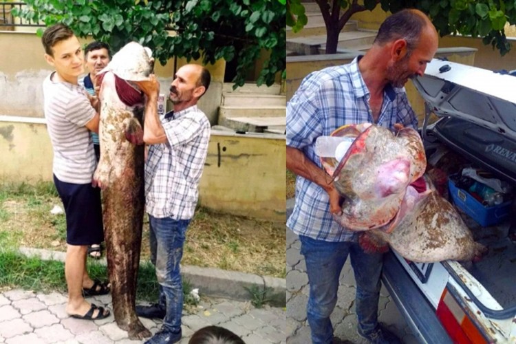 Oltayla 2 metrelik yayın balığı yakaladılar