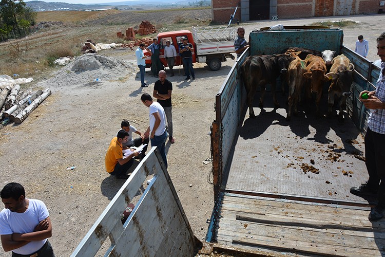 Seyitgazi’li Genç Çiftçilere 25 Büyükbaş Hayvan Dağıtıldı