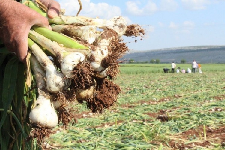 Tüketiciye sarımsak şoku! Üretici kuru sarımsağın kilosunu 10 TL’den satmaya hazırlanıyor