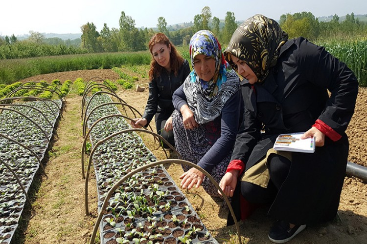 Ata tohumları Kocaeli’nde hayat buluyor