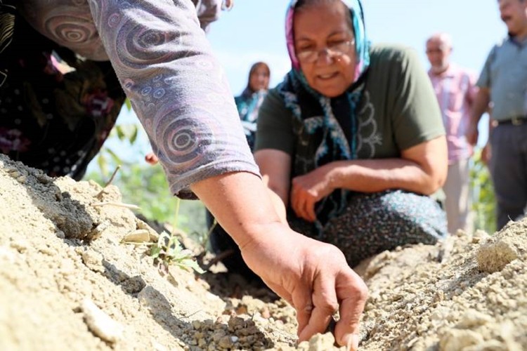 Nergis Çiçeği Soğanı İle Buluşan Topraklar Berekete Kavuşuyor