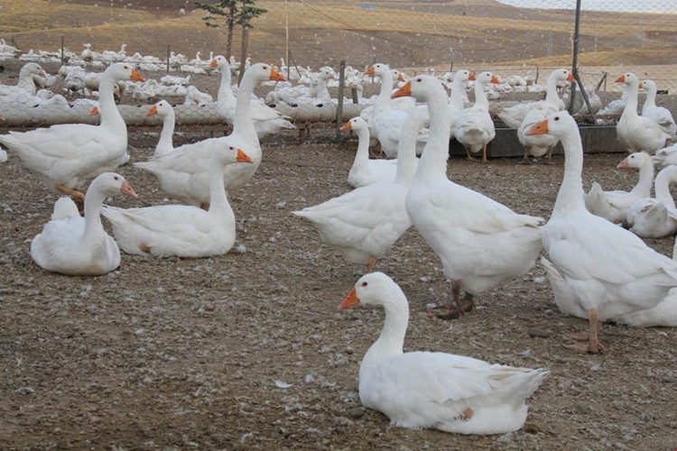 Türkiye'nin En Büyük Kaz Çiftliği Elazığ’da