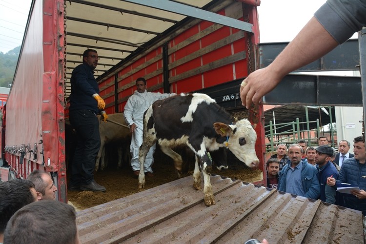 Genç Çiftçilere 100 Büyükbaş Hayvan Dağıtıldı