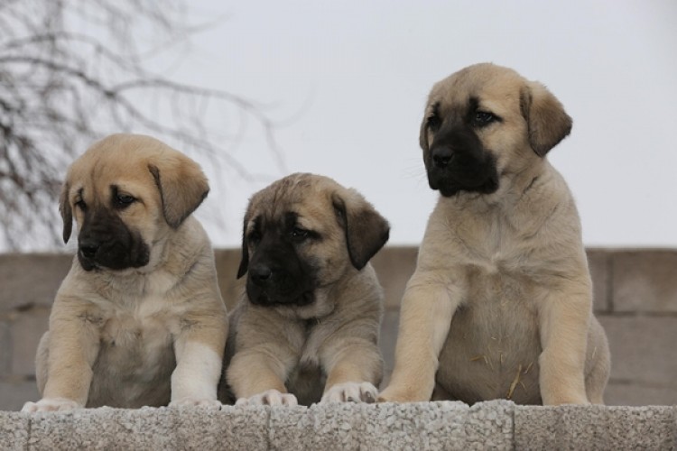 'Aksaray Malaklısı' Köpeklere Yoğun Talep