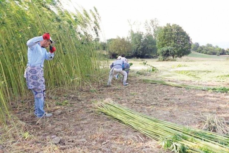 Almanya ve Japonya o tohumların peşinde! Satmadı...