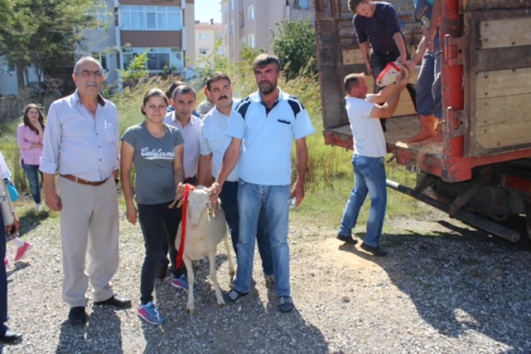 Yetiştiricilere Kıvırcık Irkı Damızlık Koç Dağıtıldı